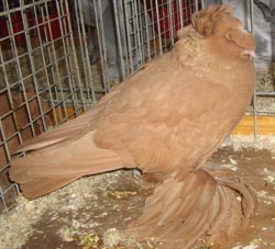German Double Crested Trumpeter Yellow German Double Crested Trumpeter Yellow