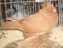 German Double Crested Trumpeter Yellow German Double Crested Trumpeter Yellow