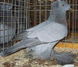 German Double Crested Trumpeter Blue no bars German Double Crested Trumpeter Blue no bars