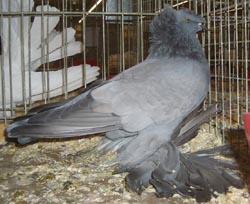 German Double Crested Trumpeter Blue no bars German Double Crested Trumpeter Blue no bars