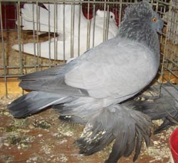 German Double Crested Trumpeter Blue no bars German Double Crested Trumpeter Blue no bars