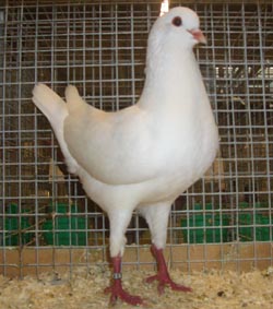 German Modena White