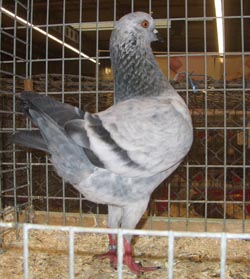 German Modena Blue Grizzle