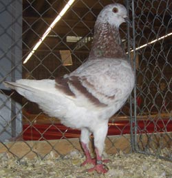 German Modena Red Grizzle