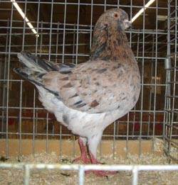 German Modena Almond