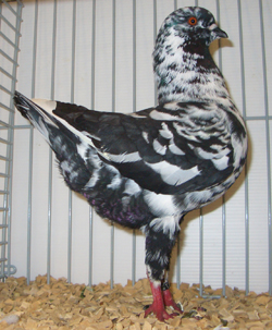 German Modena Black Mottled