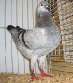 German Modena Blue Grizzle