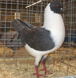 German Modena Gazzi Andalusian