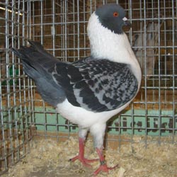 German Modena Gazzi Checked Blue