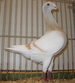 Duitse schoonheidspostduif Geelzilver Duitse schoonheidspostduif Geelzilver