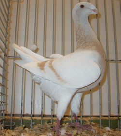 Duitse schoonheidspostduif Geelzilver Duitse schoonheidspostduif Geelzilver