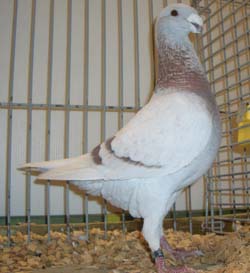 Duitse schoonheidspostduif Roodzilver Duitse schoonheidspostduif Roodzilver