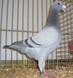 Duitse schoonheidspostduif Blauwzilver Duitse schoonheidspostduif Blauwzilver