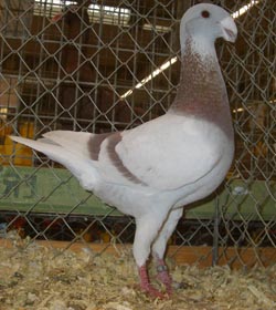 Duitse schoonheidspostduif Roodzilver Duitse schoonheidspostduif Roodzilver