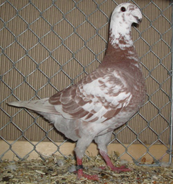 Duitse schoonheidspostduif Rood Bont Duitse schoonheidspostduif Rood Bont