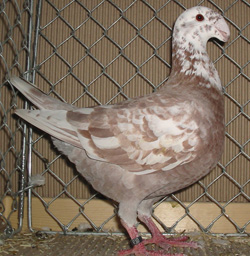 Duitse schoonheidspostduif Rood Bont Duitse schoonheidspostduif Rood Bont