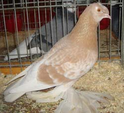 German Beak Crested Trumpeter Ash Yellow Checked German Beak Crested Trumpeter Ash Yellow Checked