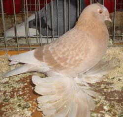German Beak Crested Trumpeter Ash Yellow Checked German Beak Crested Trumpeter Ash Yellow Checked
