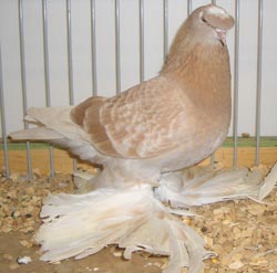 German Beak Crested Trumpeter Ash Yellow Checked German Beak Crested Trumpeter Ash Yellow Checked