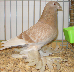German Beak Crested Trumpeter Ash Yellow Checked German Beak Crested Trumpeter Ash Yellow Checked