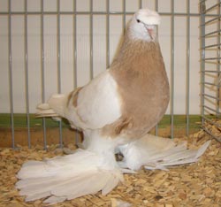 German Beak Crested Trumpeter Ash Yellow German Beak Crested Trumpeter Ash Yellow
