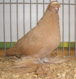 German Beak Crested Trumpeter Yellow German Beak Crested Trumpeter Yellow