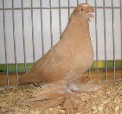 German Beak Crested Trumpeter Yellow German Beak Crested Trumpeter Yellow