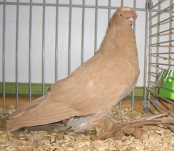 German Beak Crested Trumpeter Yellow German Beak Crested Trumpeter Yellow