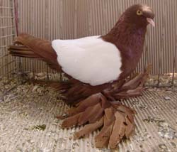 German Beak Crested Trumpeter Red Whiteside German Beak Crested Trumpeter Red Whiteside