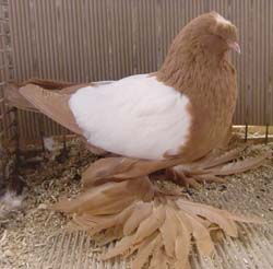 German Beak Crested Trumpeter Yellow Whiteside German Beak Crested Trumpeter Yellow Whiteside