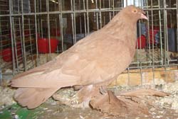 German Beak Crested Trumpeter Yellow German Beak Crested Trumpeter Yellow