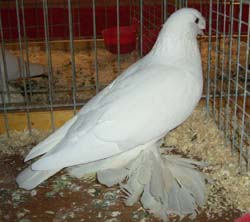 German Beak Crested Trumpeter White German Beak Crested Trumpeter White