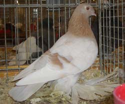 German Beak Crested Trumpeter Ash Yellow German Beak Crested Trumpeter Ash Yellow