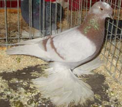 German Beak Crested Trumpeter Ash Red German Beak Crested Trumpeter Ash Red