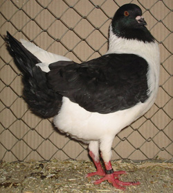 Florentine Black Florentine Black