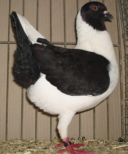 Florentine Black Florentine Black