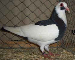 Franconian Magpie Black
