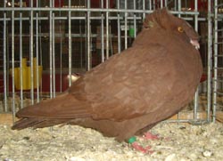 Franconian Trumpeter Red