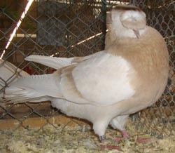 Franconian Trumpeter Ash Yellow