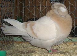 Franconian Trumpeter Ash Yellow