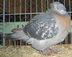 Franconian Trumpeter Larked