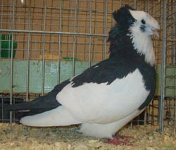 Franconian Trumpeter Black Magpie
