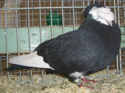 Franconian Trumpeter Black  Monk Marked