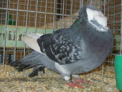 Franconian Trumpeter Blue  Monk marked