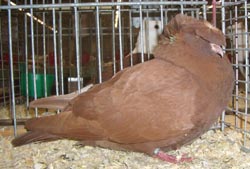 Franconian Trumpeter Red