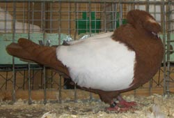 Franconian Trumpeter Red Whiteside