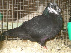 Franconian Trumpeter Black Tigerhead