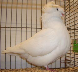 Franconian Trumpeter White
