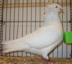 Franconian Trumpeter White