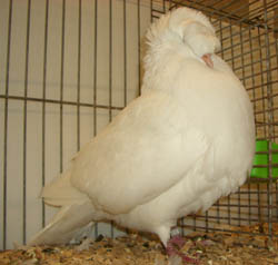 Franconian Trumpeter White